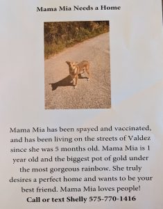 Mama Mia is looking for her forever home! 